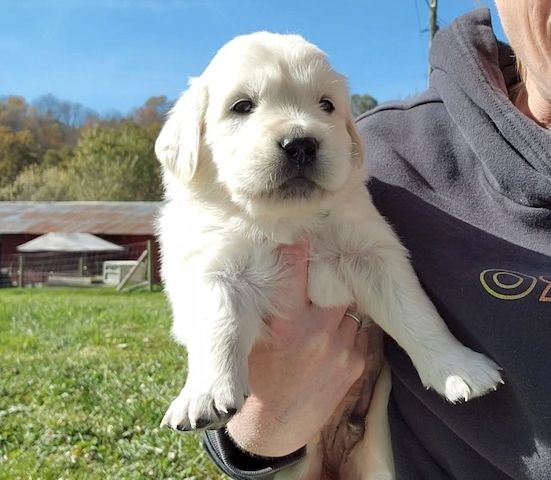 Familienfreundliche Golden-Retriever-Welpen suchen ein neues Zuhause