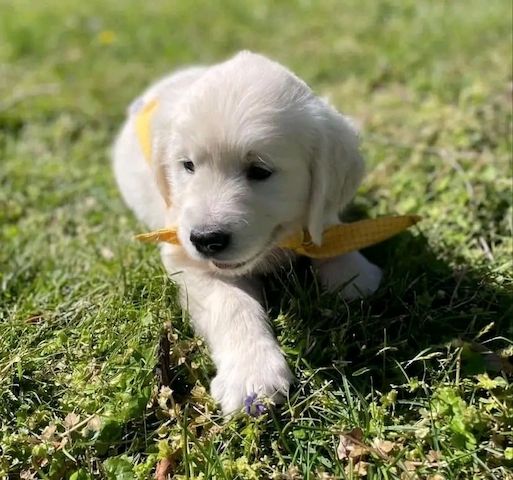 Golden-Retriever-Welpen mit Herz zu vermitteln