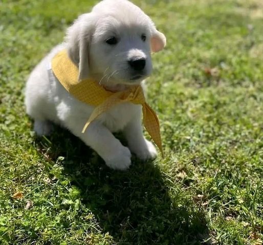 Golden-Retriever-Welpen mit Herz zu vermitteln