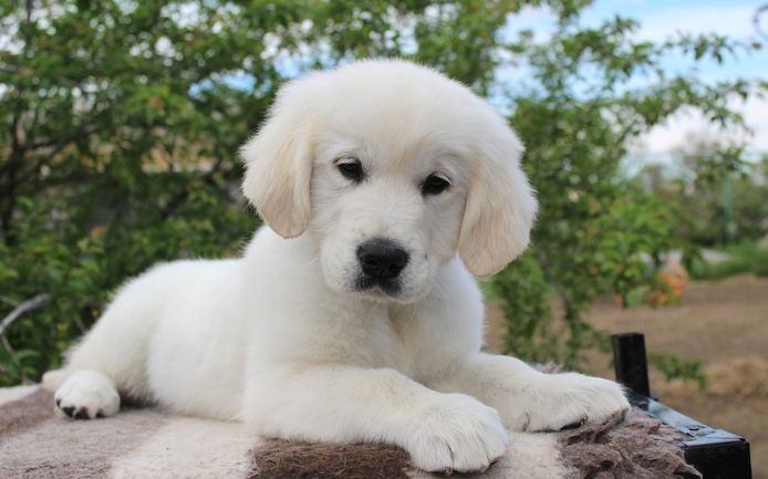 Süße Golden-Retriever-Welpen warten auf ihre neue Familie