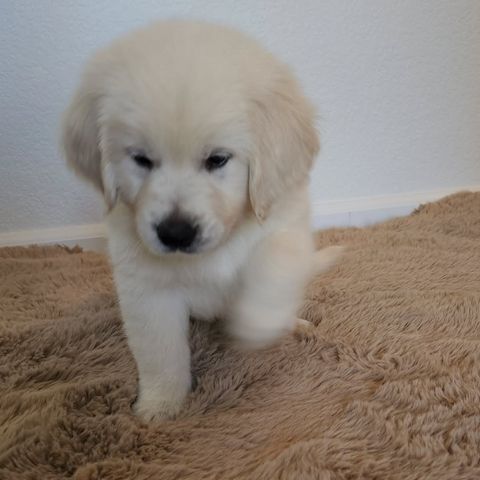 Golden-Retriever-Welpen – bestens sozialisiert und bereit zum Umzug