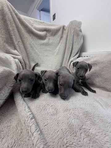 Blaue Whippet-Welpen zu vermitteln