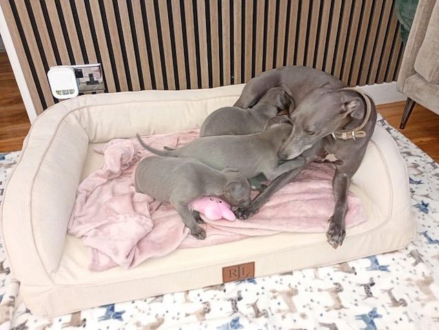 Blaue Whippet-Welpen zu vermitteln