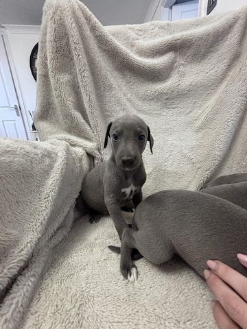 Blaue Whippet-Welpen zu vermitteln