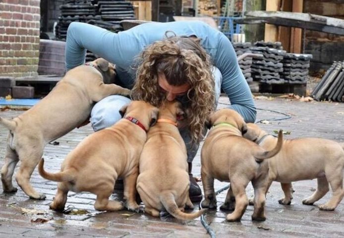 Boerboel-Welpen zu vermitteln