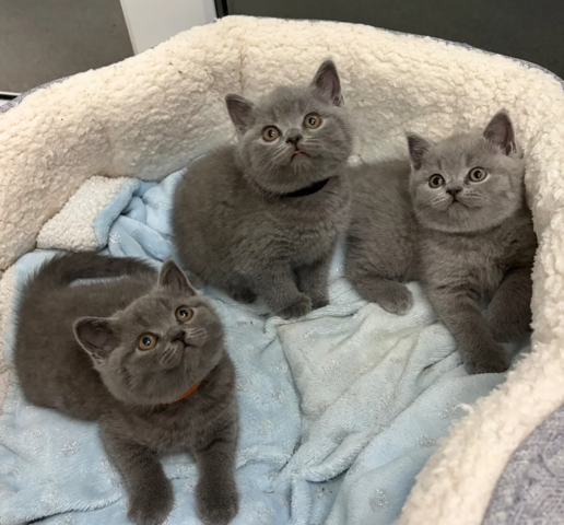 Britisch Kurzhaar-Kätzchen zur Adoption