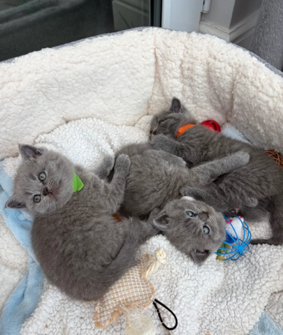Britisch Kurzhaar-Kätzchen zur Adoption