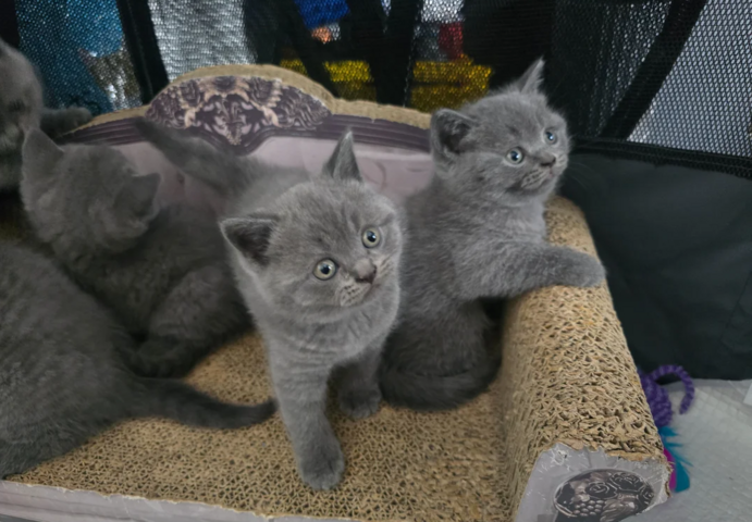 Britisch Kurzhaar-Kätzchen zur Adoption
