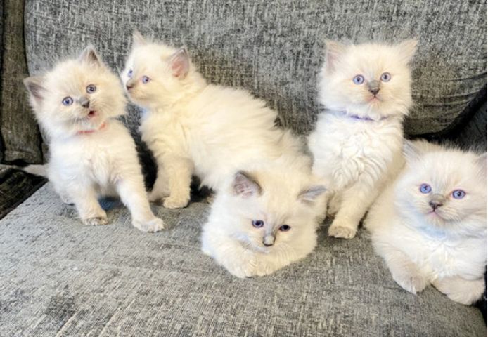 Ragdoll-Kätzchen abzugeben