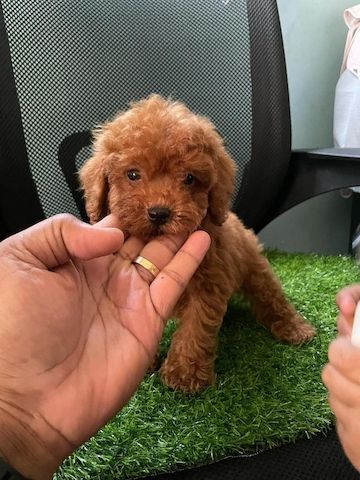 Der perfekte Familienhund wartet auf Sie
