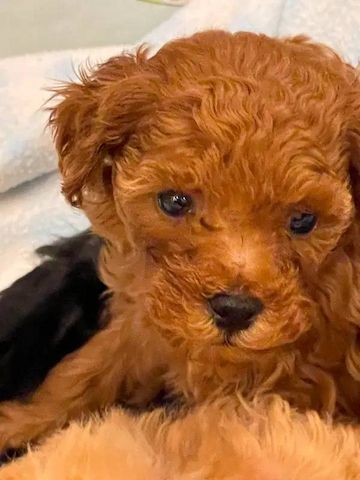 Zwergpudel – kleine Hunde mit großem Herzen
