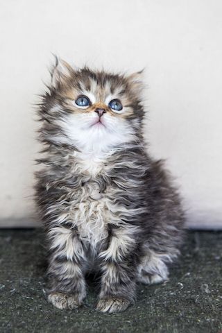 Maine Coon Kätzchen