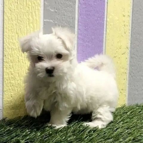 Kleine Glücksbringer auf vier Pfoten 🐾