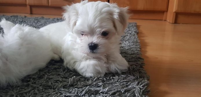 Flauschige Malteserwelpen suchen ihr neues Zuhause