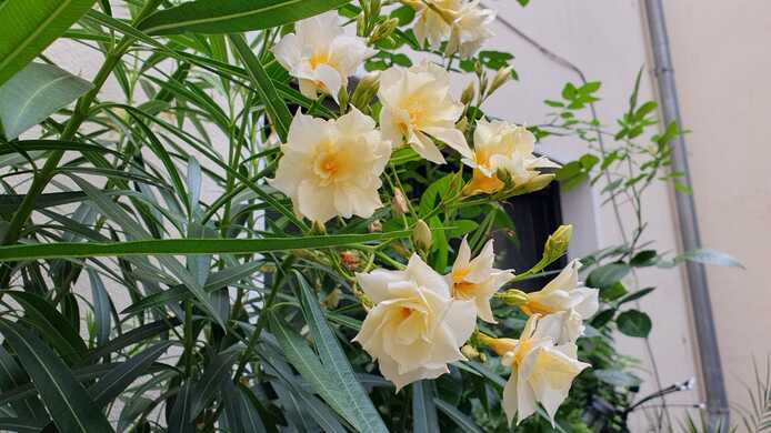 Oleander mit gelb gefüllten Blüten