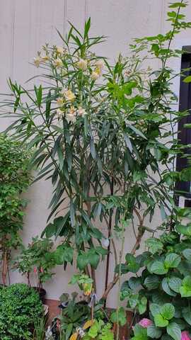 Oleander mit gelb gefüllten Blüten