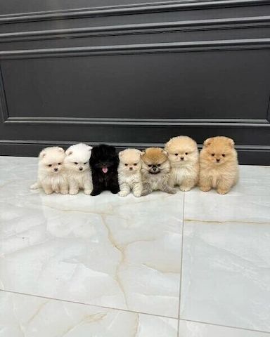 Pomeranian-Welpen zu verkaufen