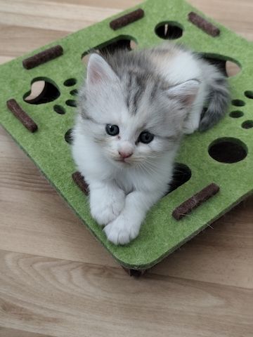 Maine Coon Kitten