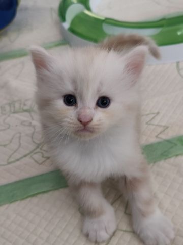 Maine Coon Kitten