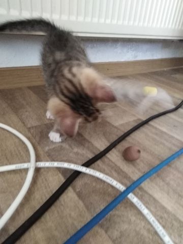 Katzenbaby weiblich sucht liebevolle Zuhause