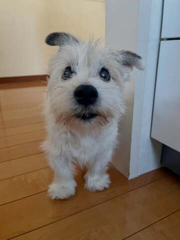 Wunderschöne Jack-Russell-Terrier-Welpen suchen ein Zuhause fürs Leben