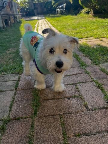 Wunderschöne Jack-Russell-Terrier-Welpen suchen ein Zuhause fürs Leben