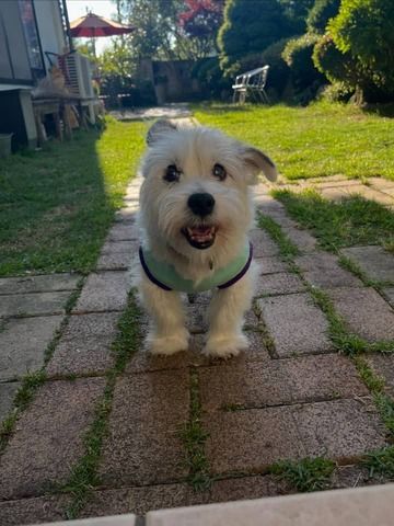 Wunderschöne Jack-Russell-Terrier-Welpen suchen ein Zuhause fürs Leben