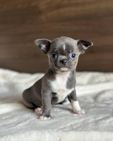 Wunderschöne Chihuahua-Welpen suchen ein liebevolles Zuhause für immer