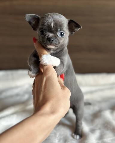 Wunderschöne Chihuahua-Welpen suchen ein liebevolles Zuhause für immer