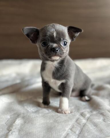 Wunderschöne Chihuahua-Welpen suchen ein liebevolles Zuhause für immer