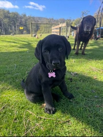 Wunderschöne Labrador-Retriever-Welpen suchen ein Zuhause fürs Leben