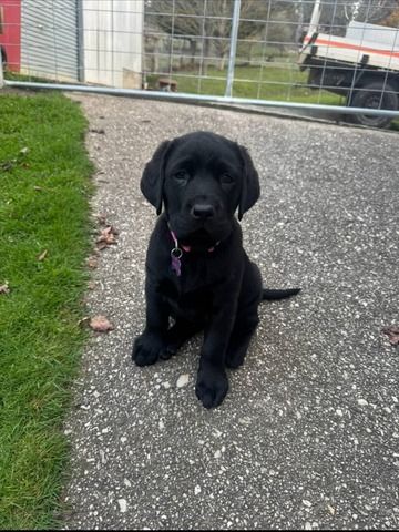 Wunderschöne Labrador-Retriever-Welpen suchen ein Zuhause fürs Leben