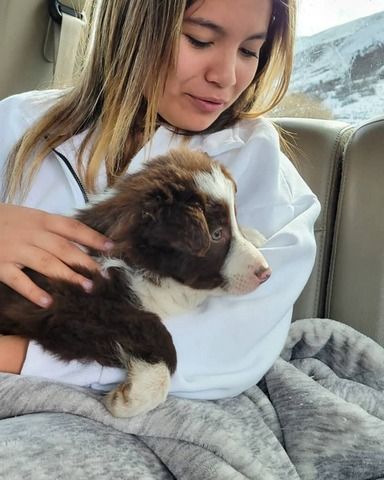 Wunderschöne Australian-Shepherd-Welpen suchen ein Zuhause fürs Leben