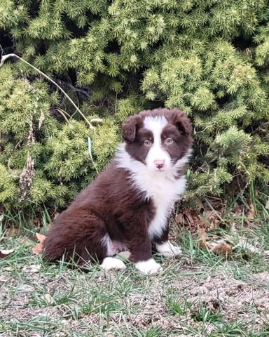 Wunderschöne Australian-Shepherd-Welpen suchen ein Zuhause fürs Leben