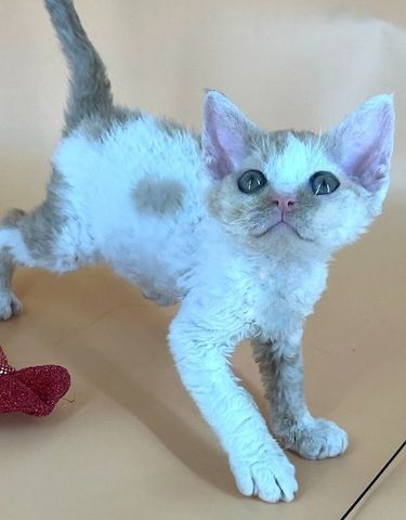 Niedliche Devon Rex Kätzchen