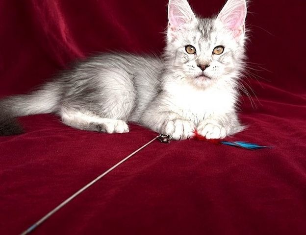 Bezaubernde silbergetickte Maine-Coon-Kätzchen