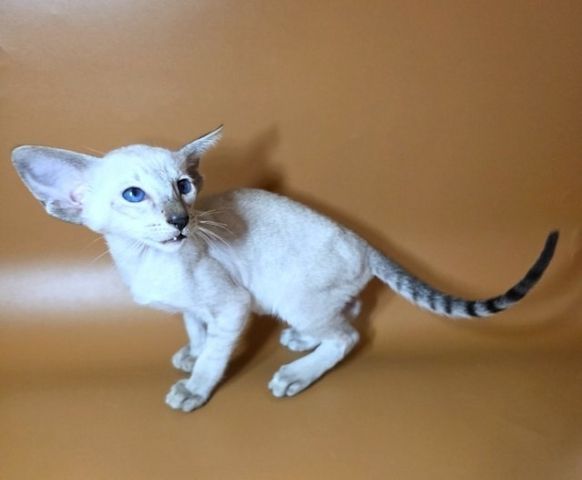 Orientalisch Kurzhaar Katzen