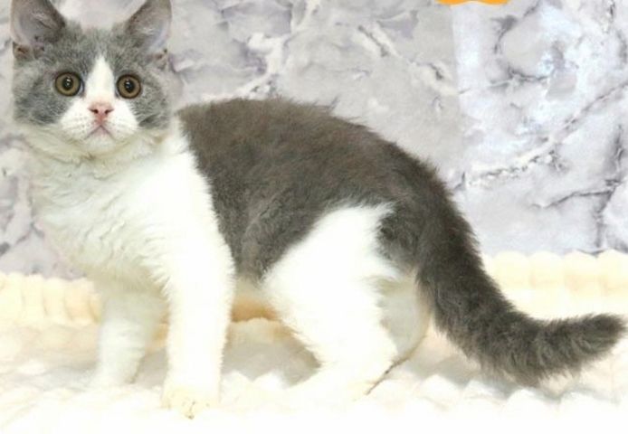 Selkirk-Rex-Kätzchen sucht liebevolle Eltern.