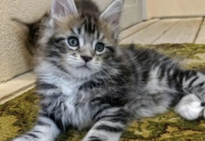 Котенок породы мейн-кун
