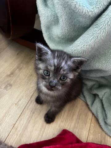 Britisch Kurzhaar / Europäisch Kurzhaar Kitten – liebevolles Zuhause gesucht