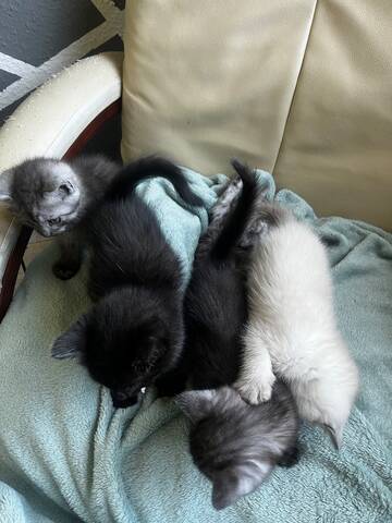 Britisch Kurzhaar / Europäisch Kurzhaar Kitten – liebevolles Zuhause gesucht