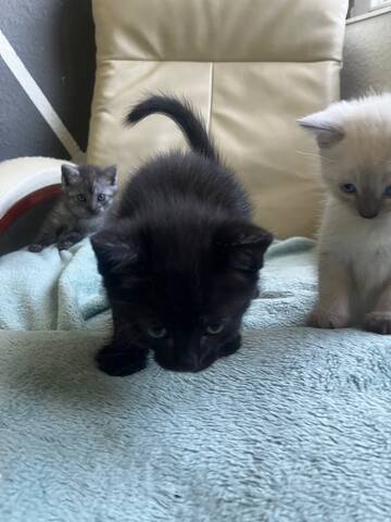 Britisch Kurzhaar / Europäisch Kurzhaar Kitten – liebevolles Zuhause gesucht