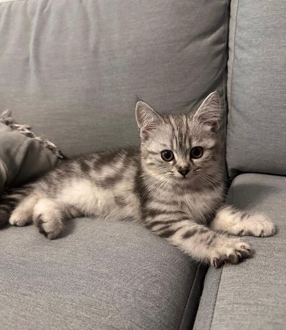 BKH Kitten suchen neues Zuhause