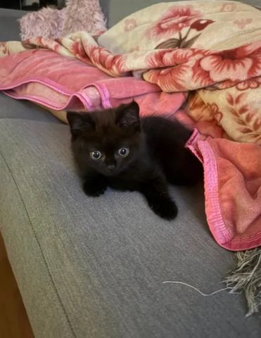 BKH Kitten suchen neues Zuhause