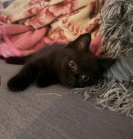 BKH Kitten suchen neues Zuhause