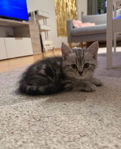 BKH Kitten suchen neues Zuhause