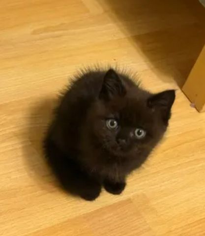 BKH Kitten suchen neues Zuhause