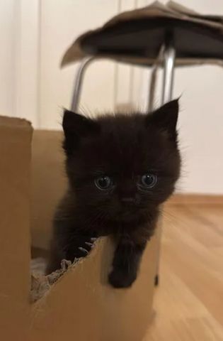 BKH Kitten suchen neues Zuhause