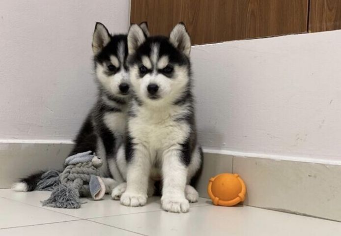 Sibirische Husky-Welpen suchen ein liebevolles Zuhause.