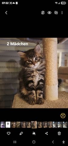 3 süße Kätzchen suchen ein liebevolles Zuhause